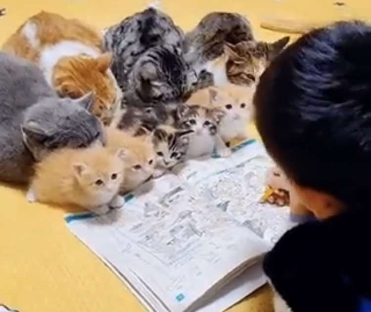 【癒し】モフモフ