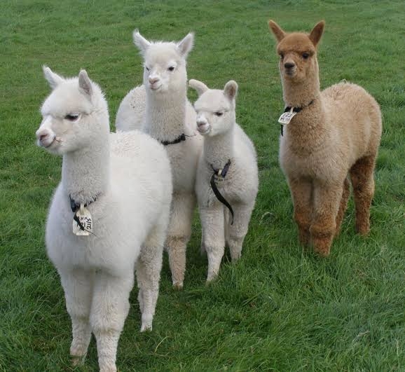 【癒し】モフモフ