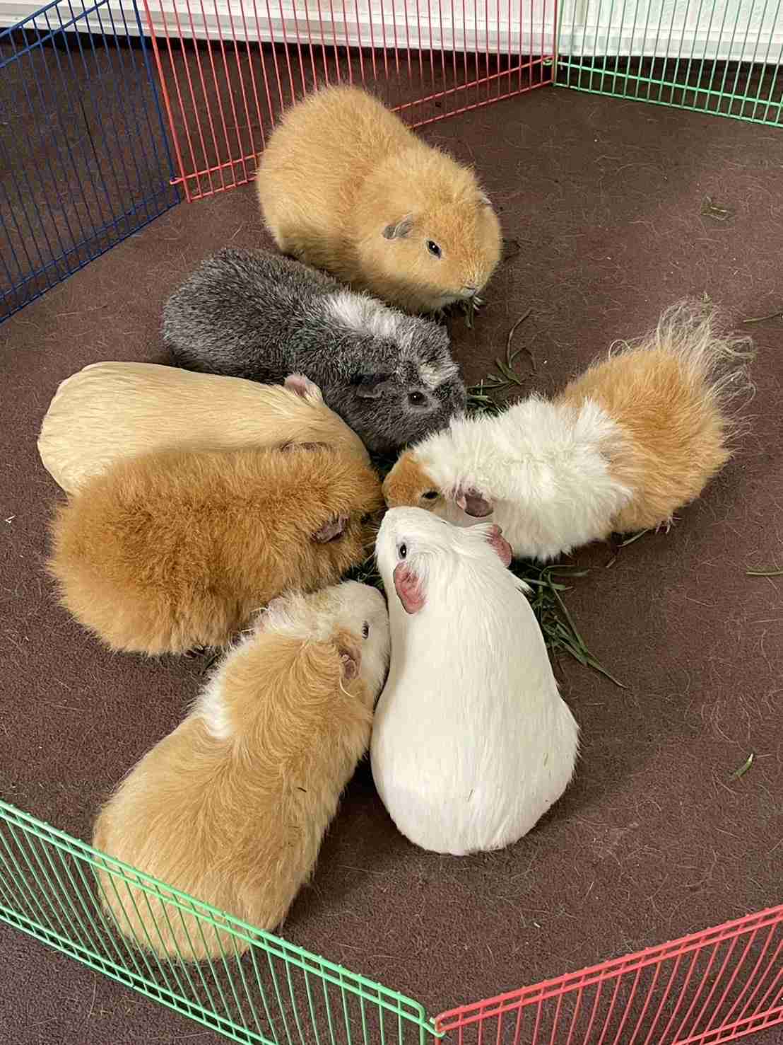 【癒し】モフモフ