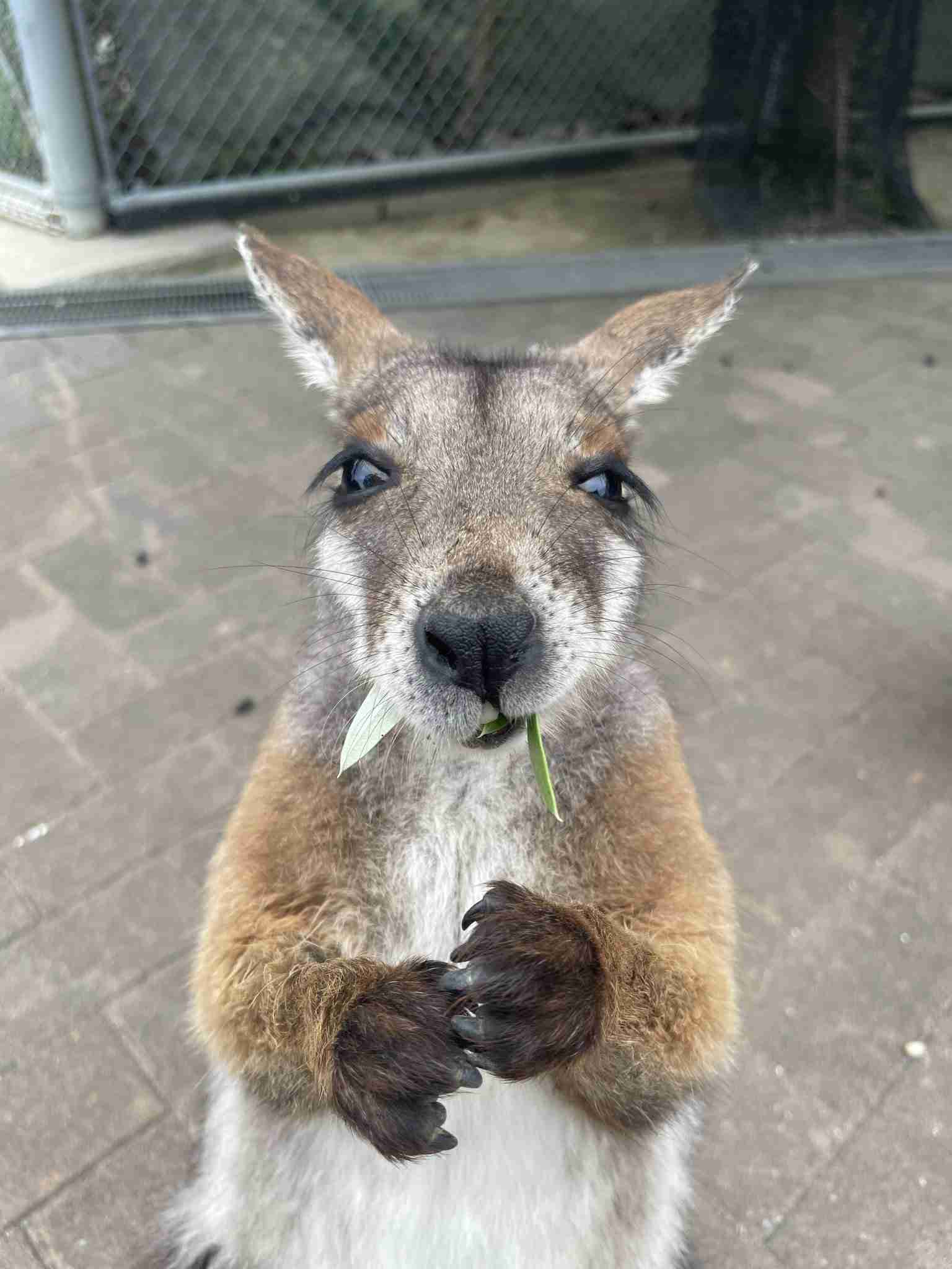 【癒し】モフモフ