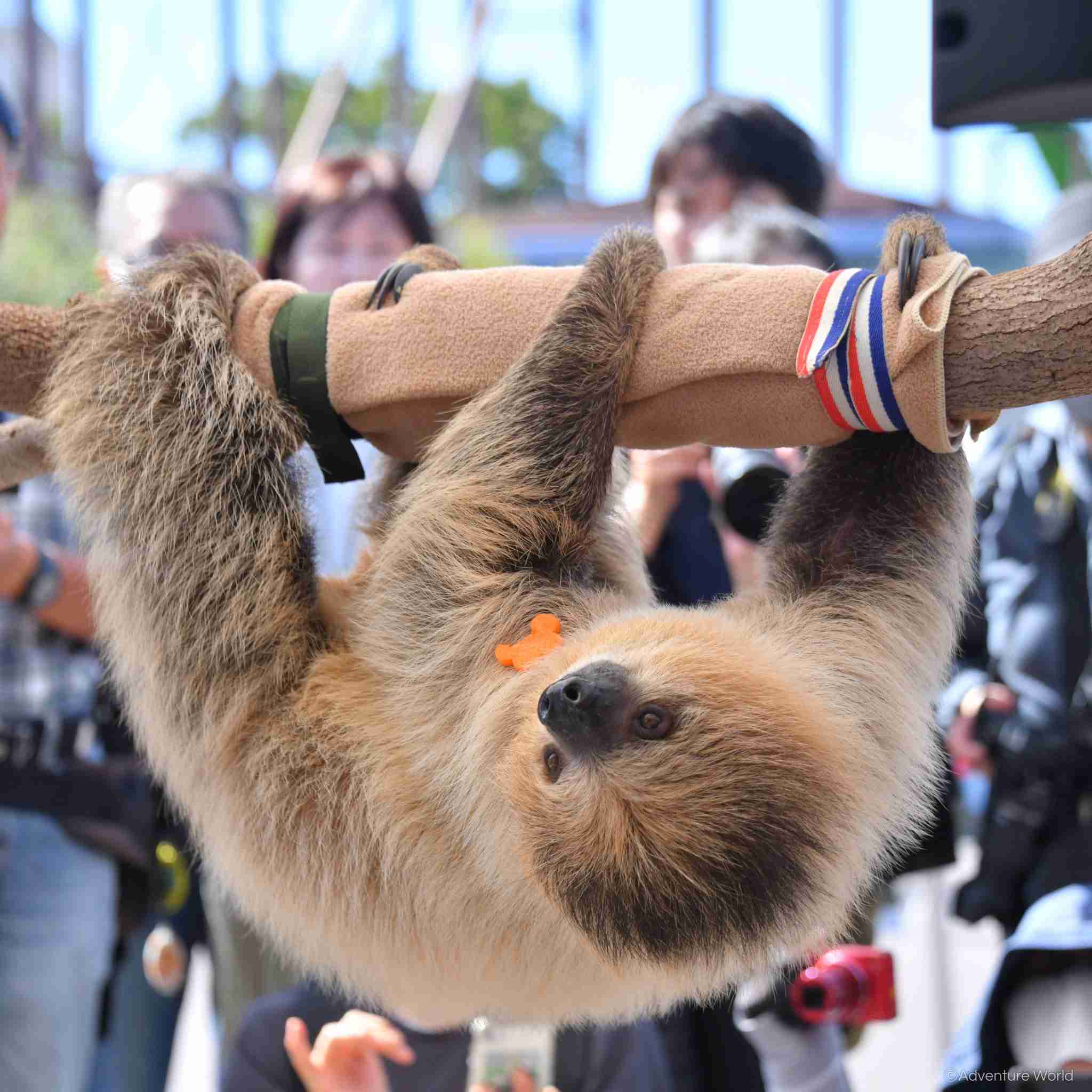 【癒し】モフモフ