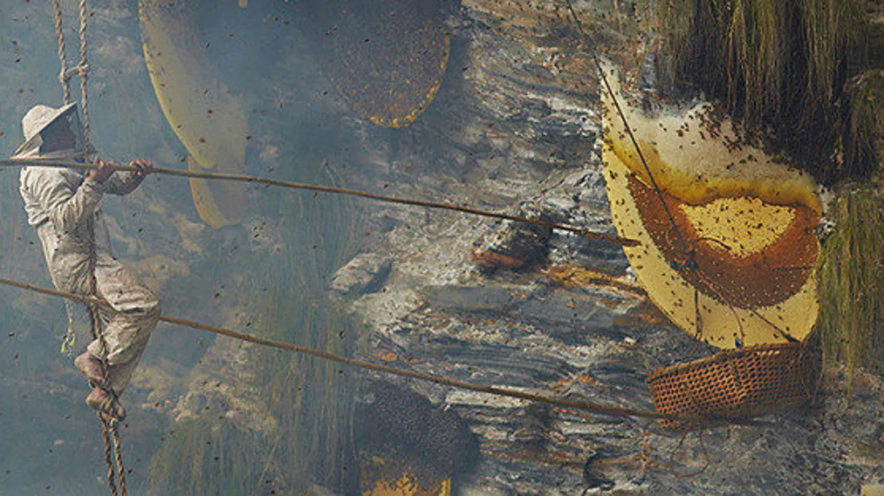 蜂蜜好きな人〜