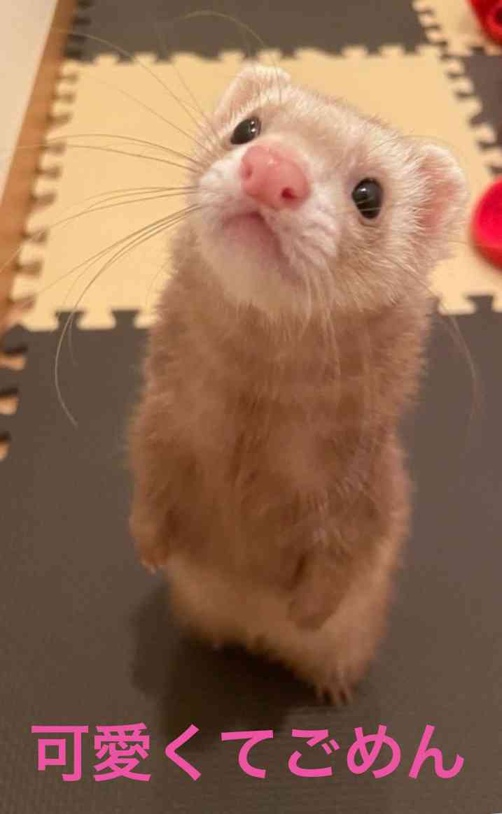 自分の前世を想像してみるトピ