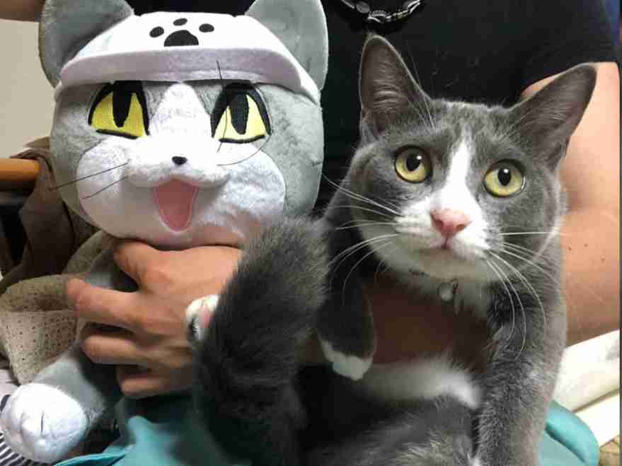 現場猫を見て癒されたい!Part9
