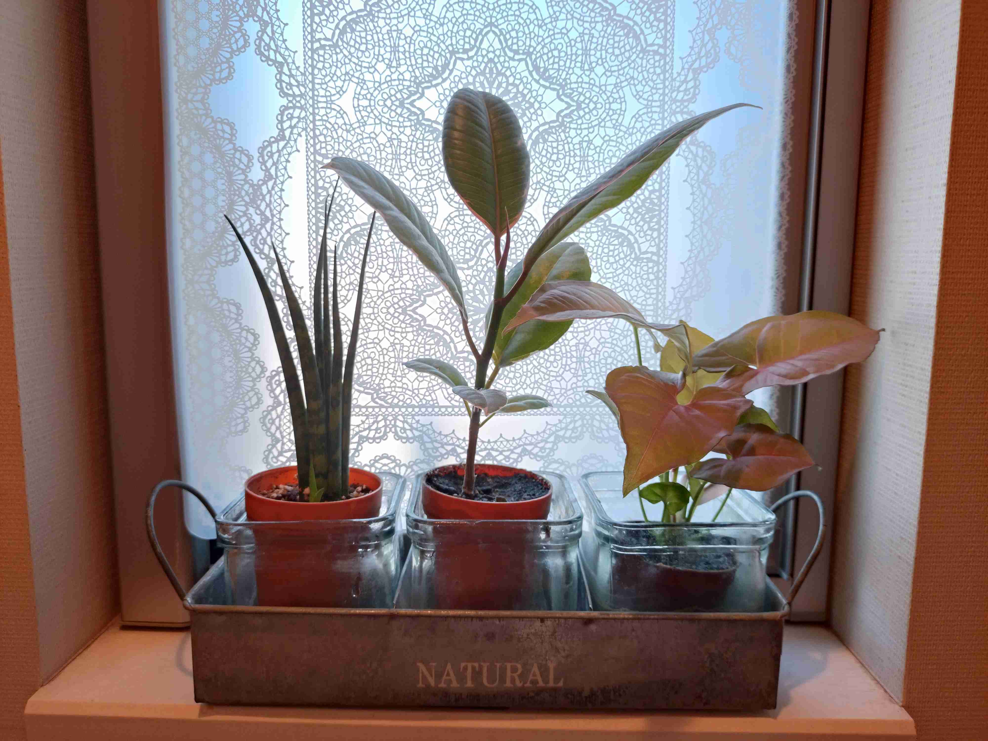 直近で購入した・したい植物