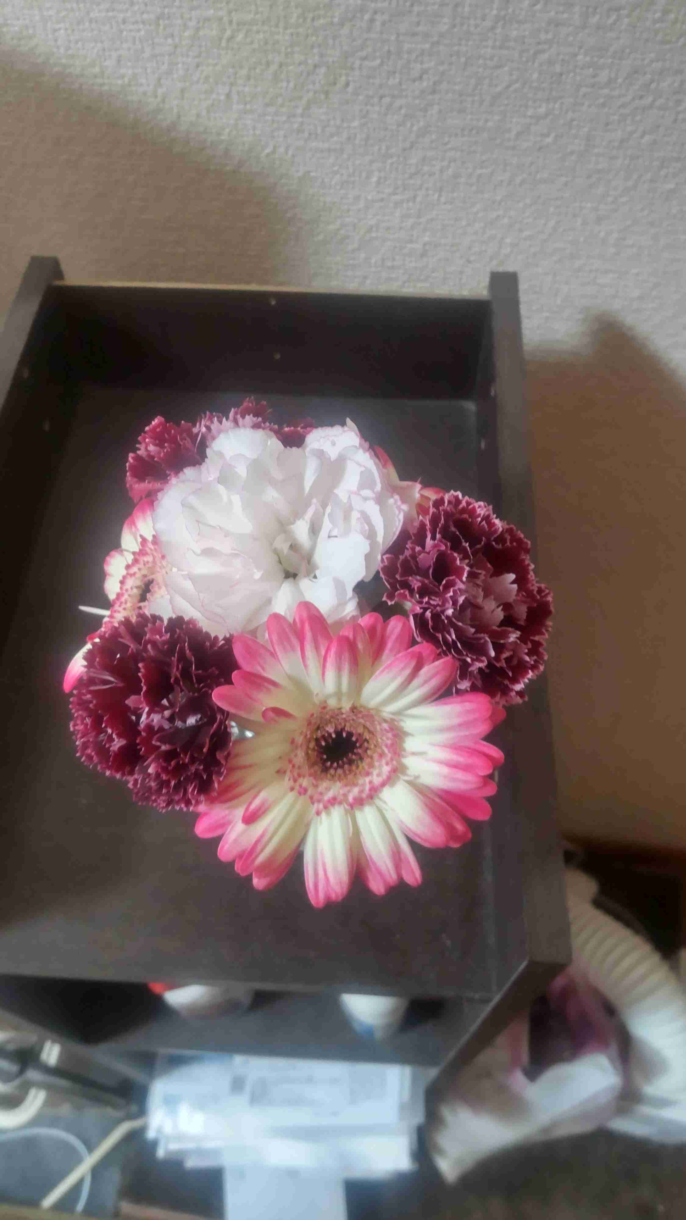 直近で購入した・したい植物