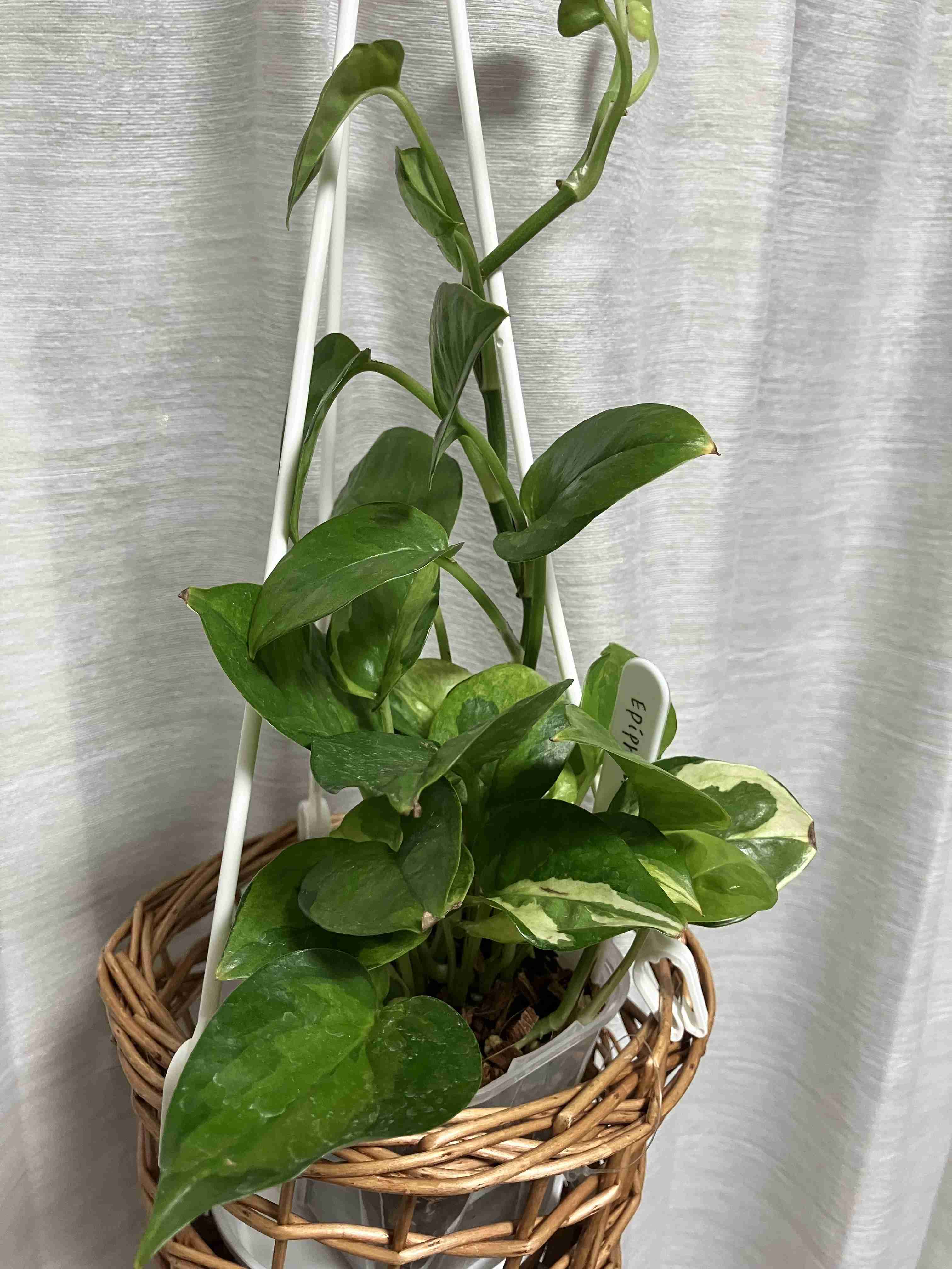 直近で購入した・したい植物