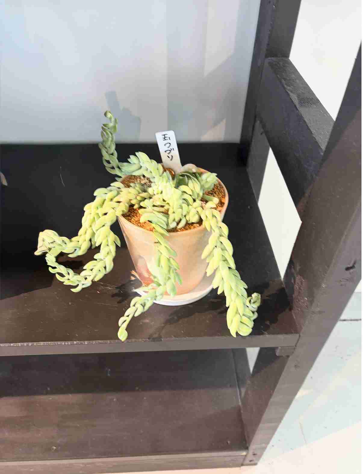 直近で購入した・したい植物