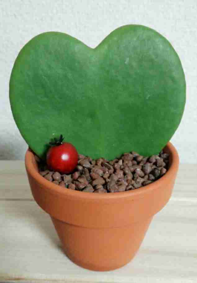 直近で購入した・したい植物