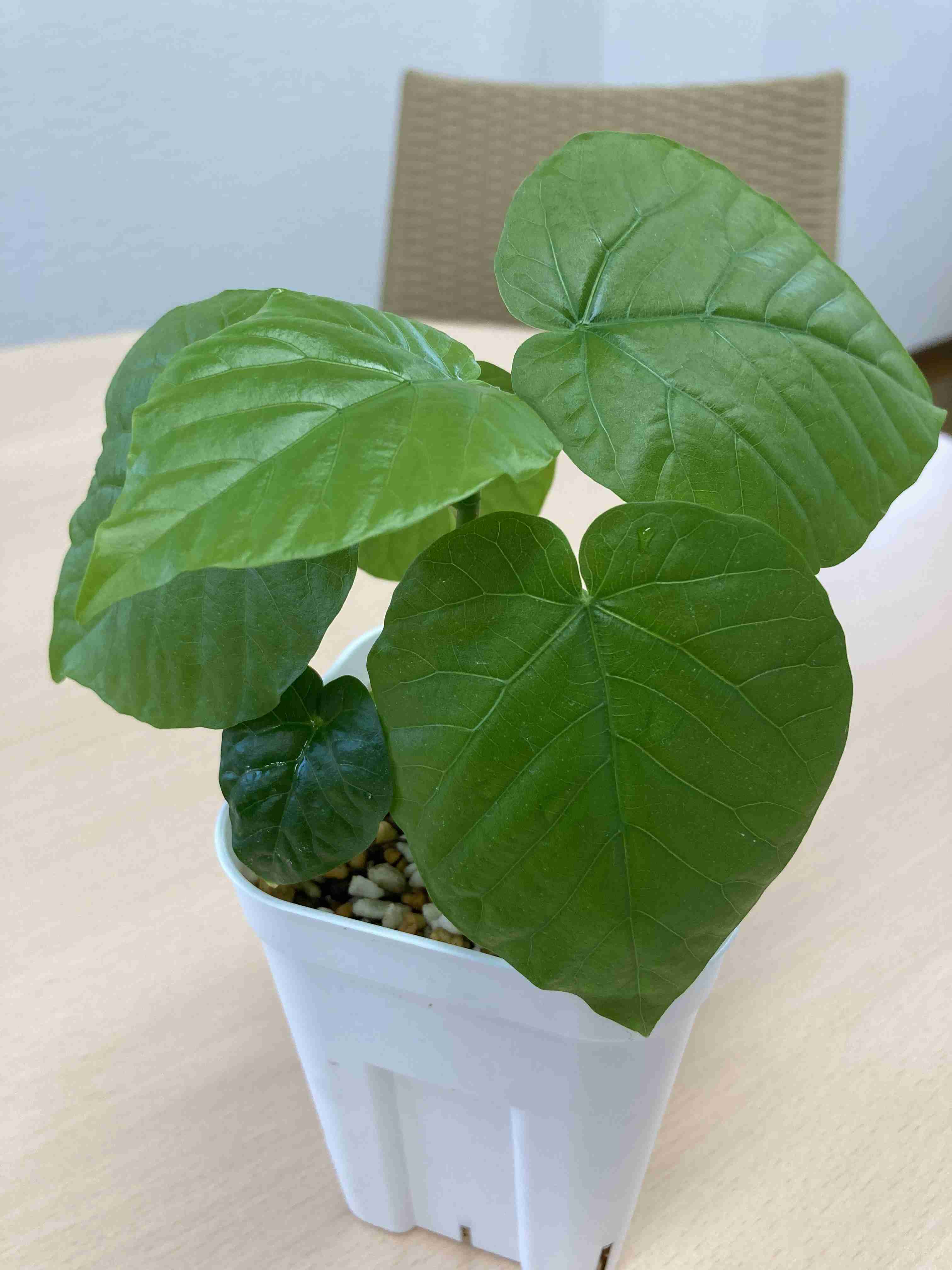 直近で購入した・したい植物