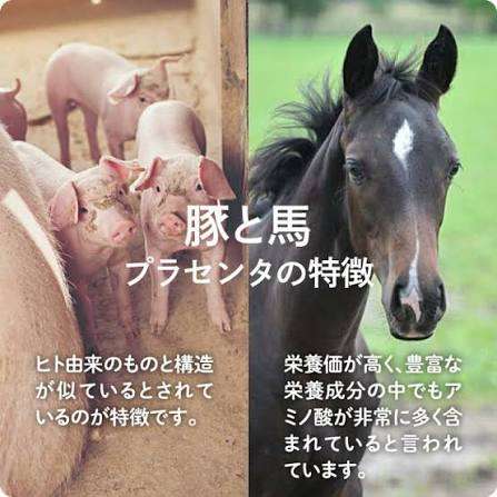 【豚・馬】プラセンタについて教えて下さい【サプリ】