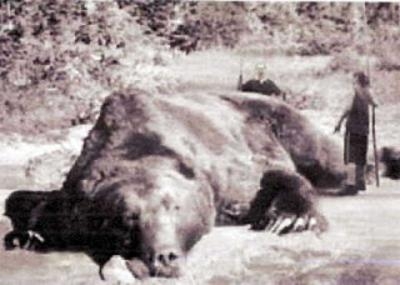 【ヒグマ速報】お腹の肉でっぷり！”400キロの巨大クマ ”カメラが捉える―広い範囲で連日出没…警戒続く〈北海道苫前町〉