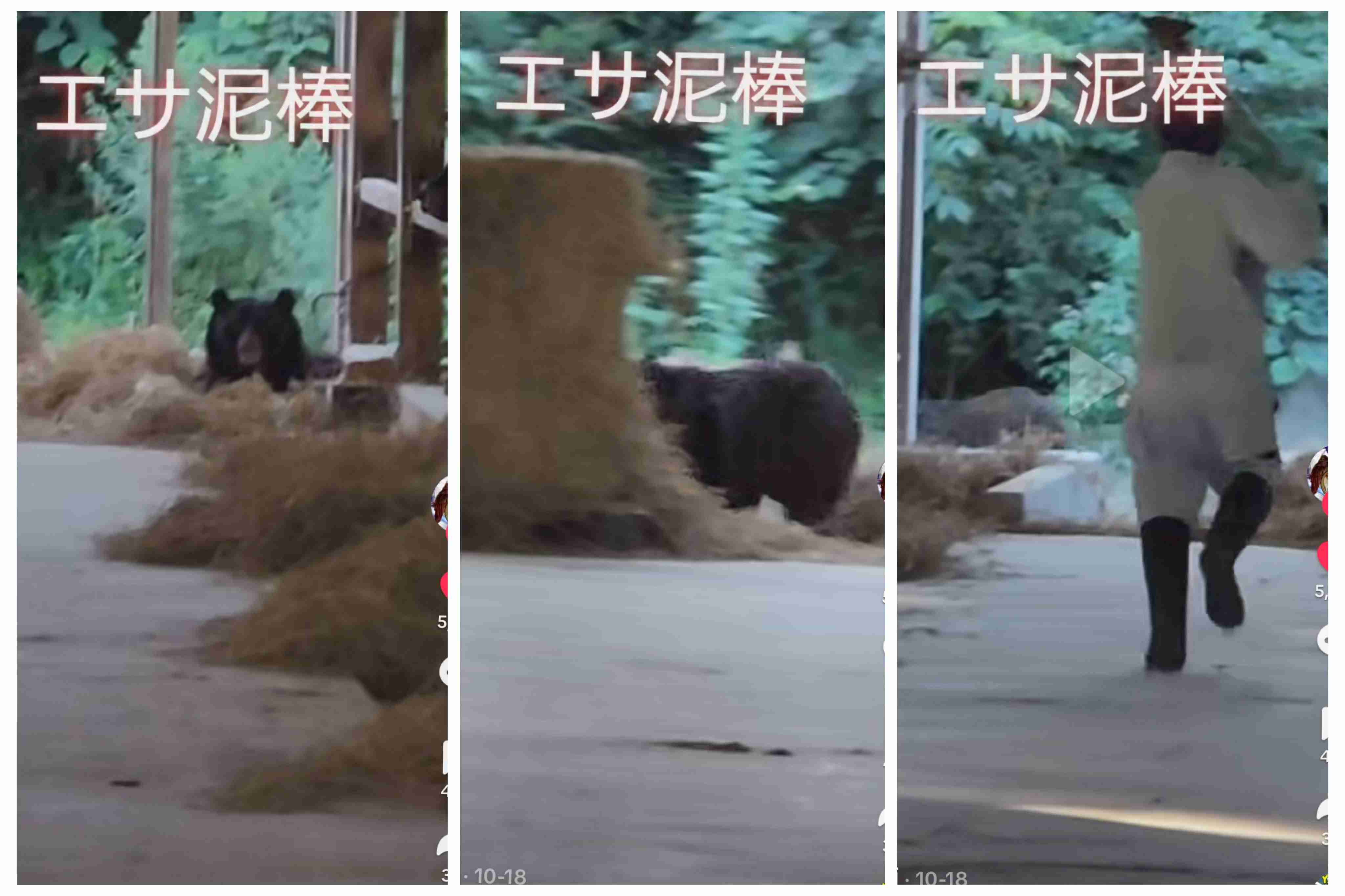 【ヒグマ速報】お腹の肉でっぷり！”400キロの巨大クマ ”カメラが捉える―広い範囲で連日出没…警戒続く〈北海道苫前町〉