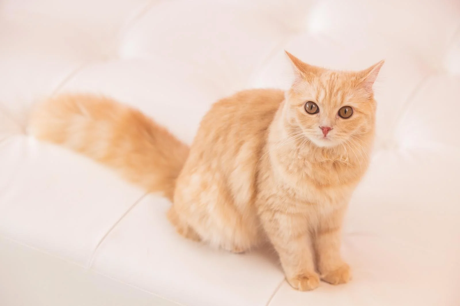 猫のカリカリを語るトピ