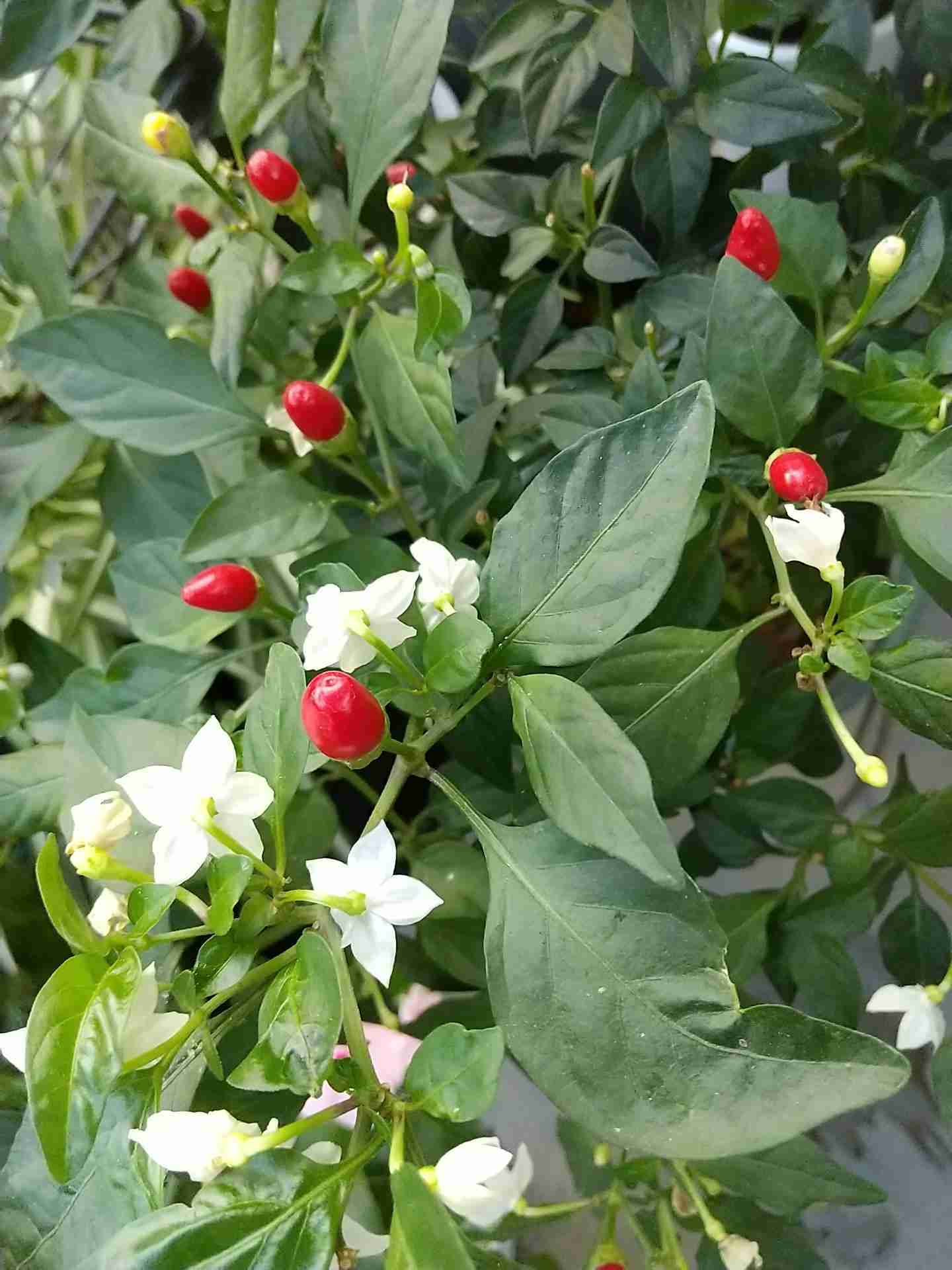 【ガーデニング】ガルちゃん園芸部【花・植物】part.50