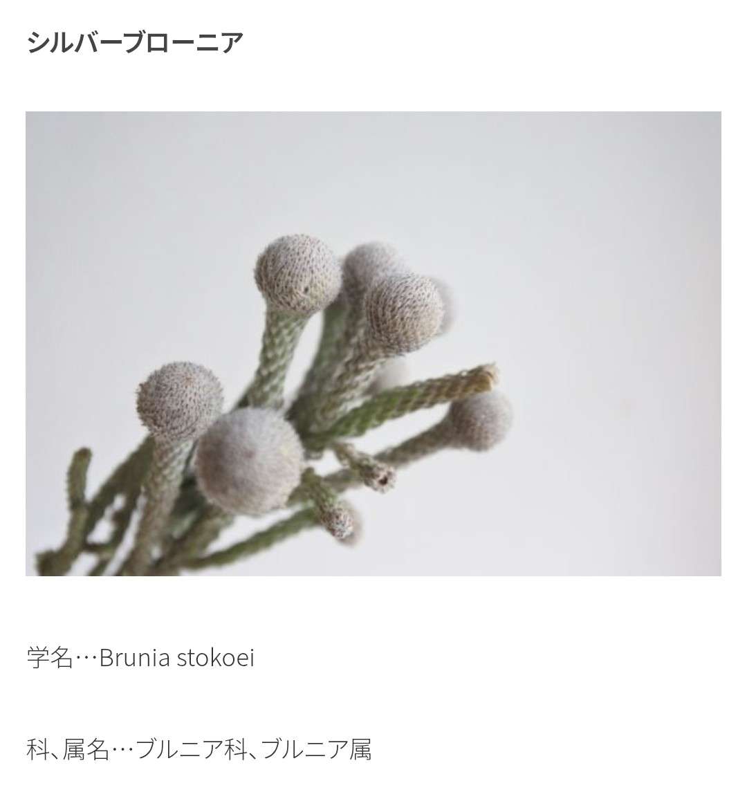 【ガーデニング】ガルちゃん園芸部【花・植物】part.50