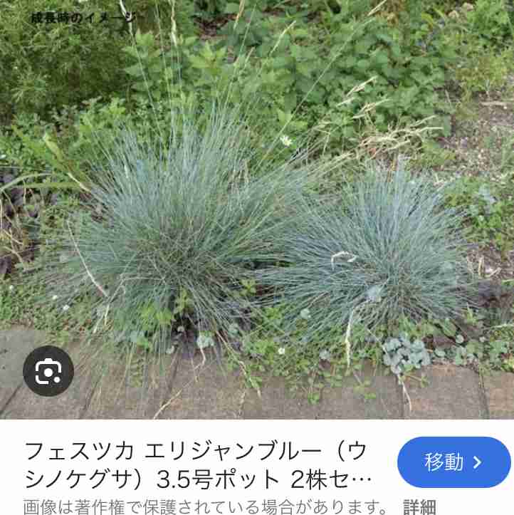 【ガーデニング】ガルちゃん園芸部【花・植物】part.50