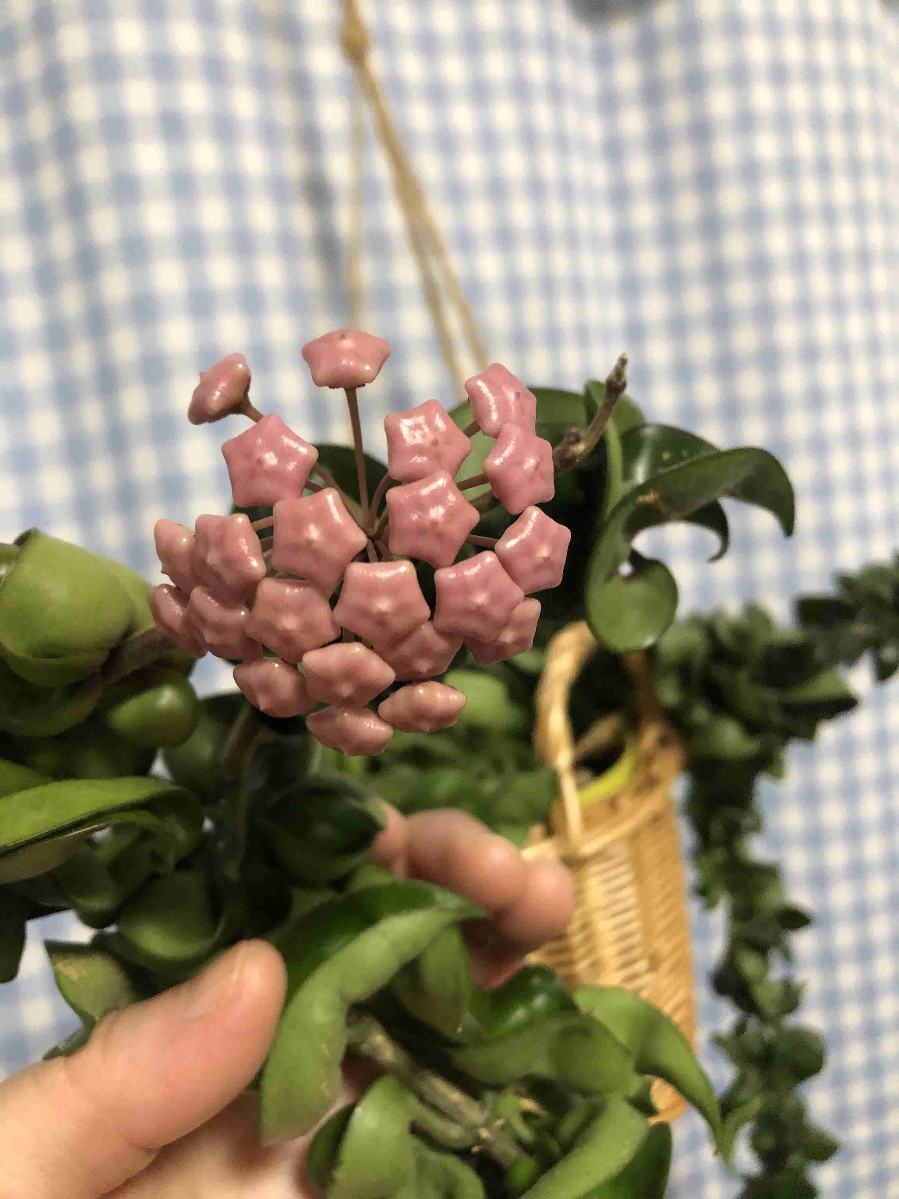 【ガーデニング】ガルちゃん園芸部【花・植物】part.50