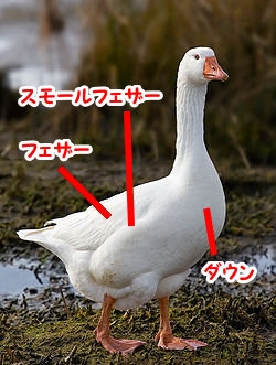 高価なダウンの違い