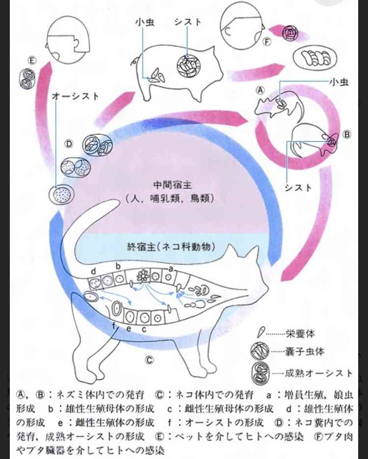 【漫画】“猫吸い”がやめられない、外で見かけるだけで興奮…　猫好きの間で話題の「猫中毒チェックリスト」に爆笑＆共感