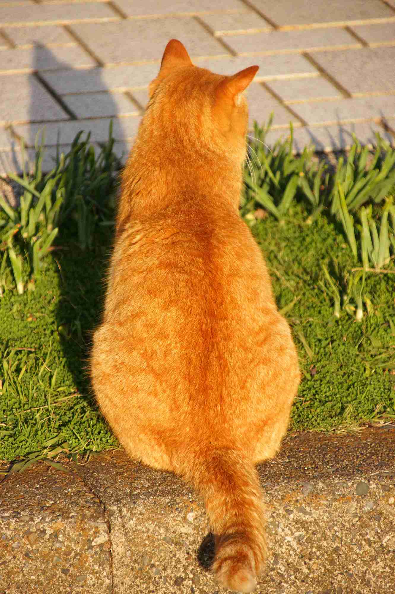 【漫画】“猫吸い”がやめられない、外で見かけるだけで興奮…　猫好きの間で話題の「猫中毒チェックリスト」に爆笑＆共感