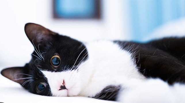 【漫画】“猫吸い”がやめられない、外で見かけるだけで興奮…　猫好きの間で話題の「猫中毒チェックリスト」に爆笑＆共感