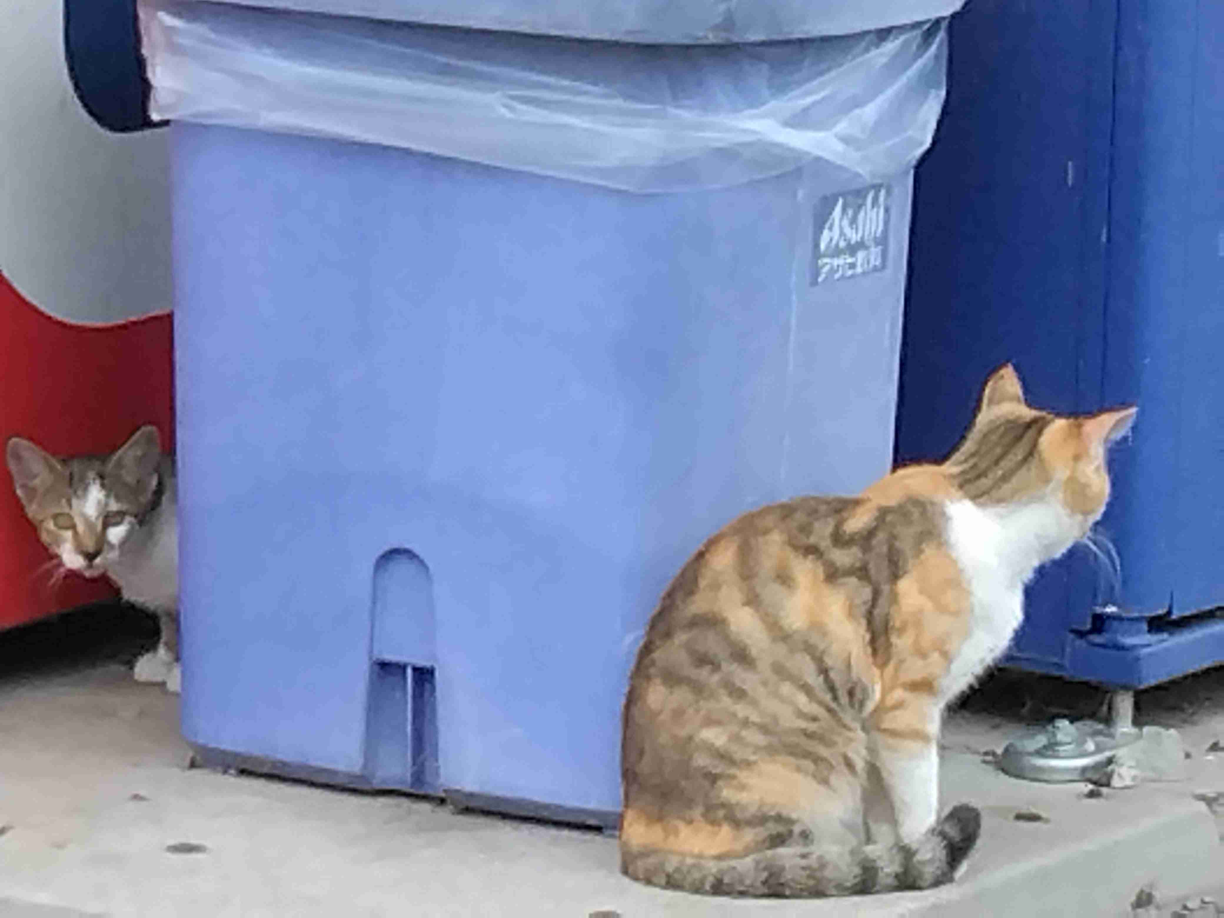 【漫画】“猫吸い”がやめられない、外で見かけるだけで興奮…　猫好きの間で話題の「猫中毒チェックリスト」に爆笑＆共感