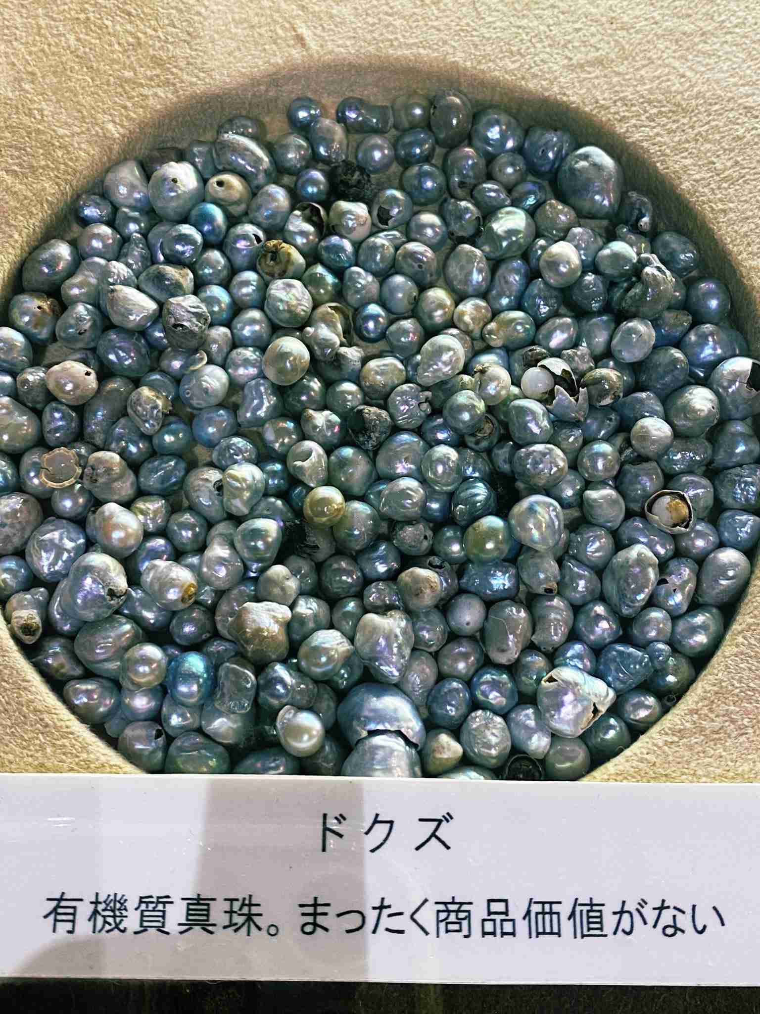 サイゼリアの「ムール貝」から“高級お宝“を発見!→「ラッキーすぎる!」「一攫千金ですね」と驚愕の声