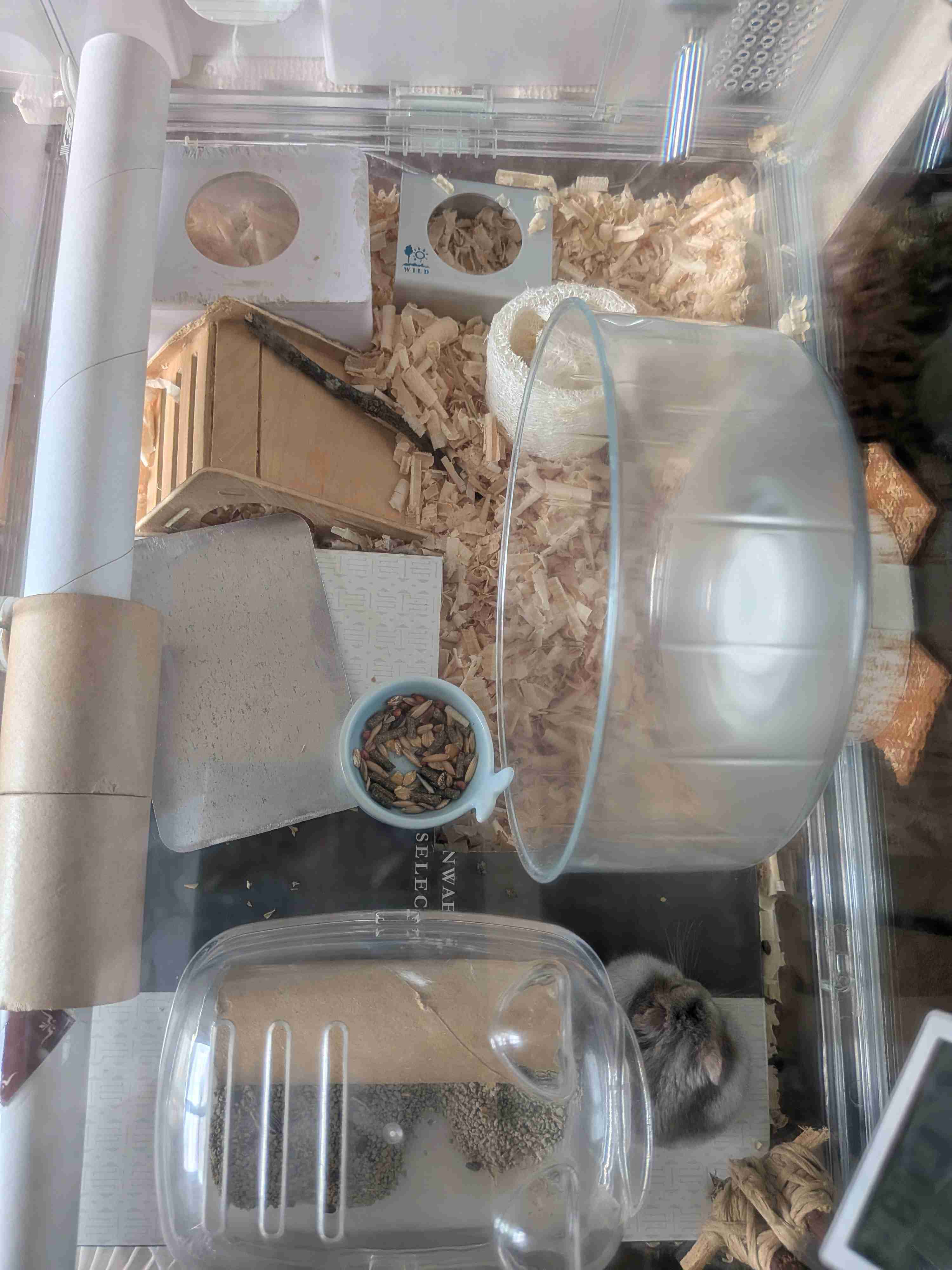 ハムスターを飼う心得&豆知識