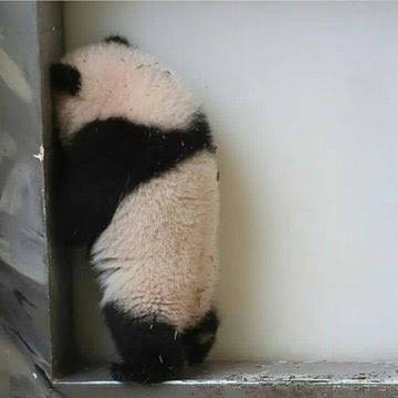 【クマ出没】仕事で山に入らなきゃいけない