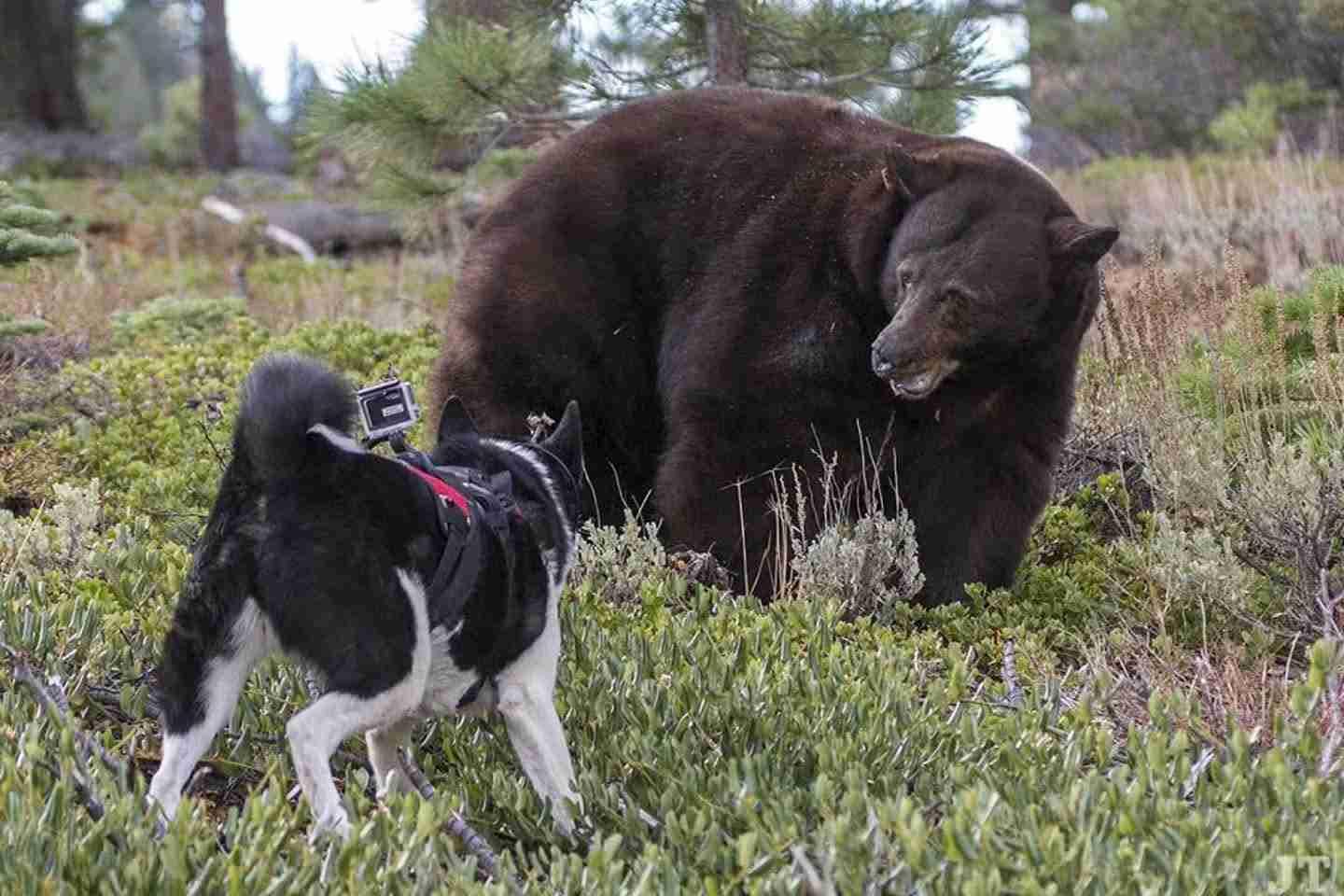 「クマがうろついている。会社の建物内に立てこもった」　阿賀野市の会社建物内にクマが閉じこもり《新潟》