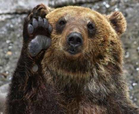 「クマがうろついている。会社の建物内に立てこもった」　阿賀野市の会社建物内にクマが閉じこもり《新潟》