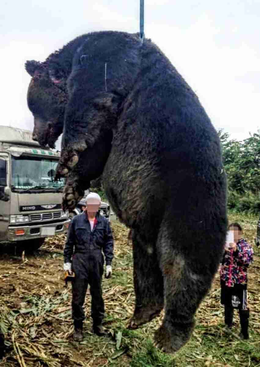 「クマがうろついている。会社の建物内に立てこもった」　阿賀野市の会社建物内にクマが閉じこもり《新潟》