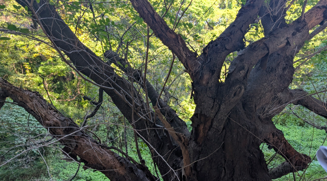 【2025】散歩トピ【秋🍂】