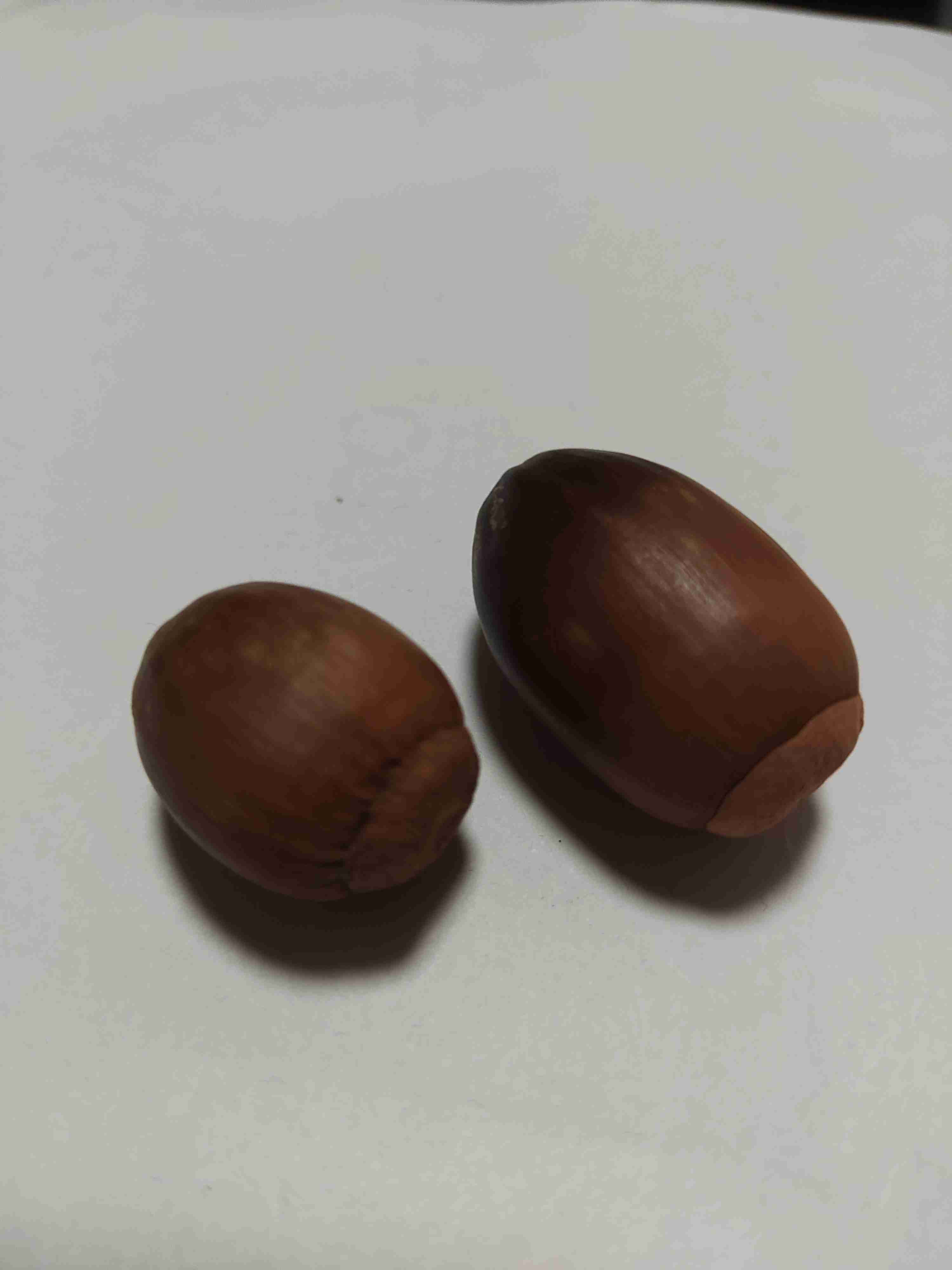 【2025】散歩トピ【秋🍂】