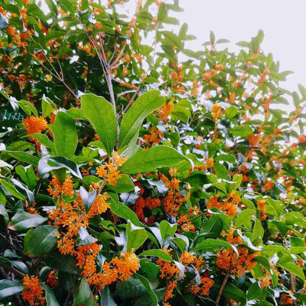 【2025】散歩トピ【秋🍂】