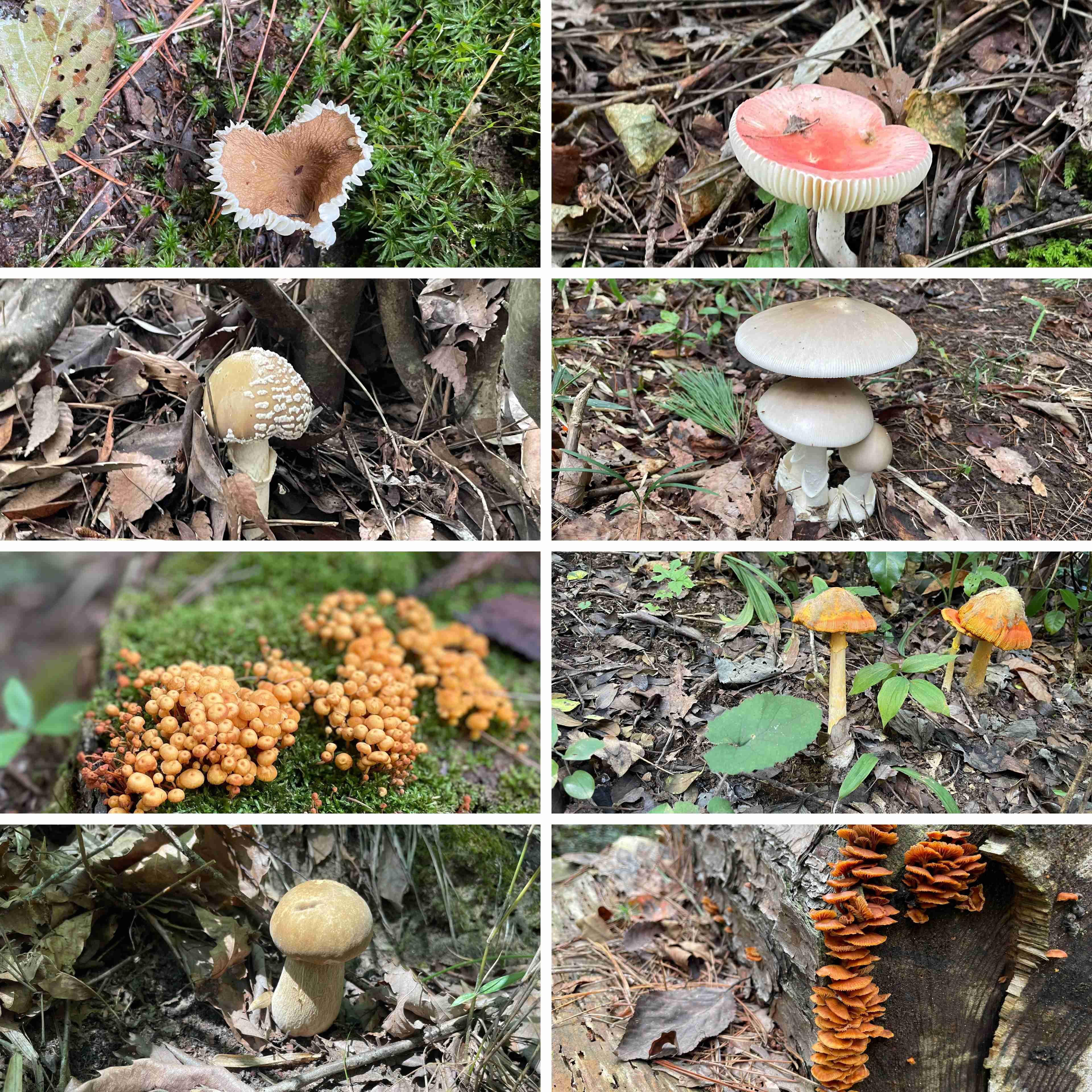 【2025】散歩トピ【秋🍂】