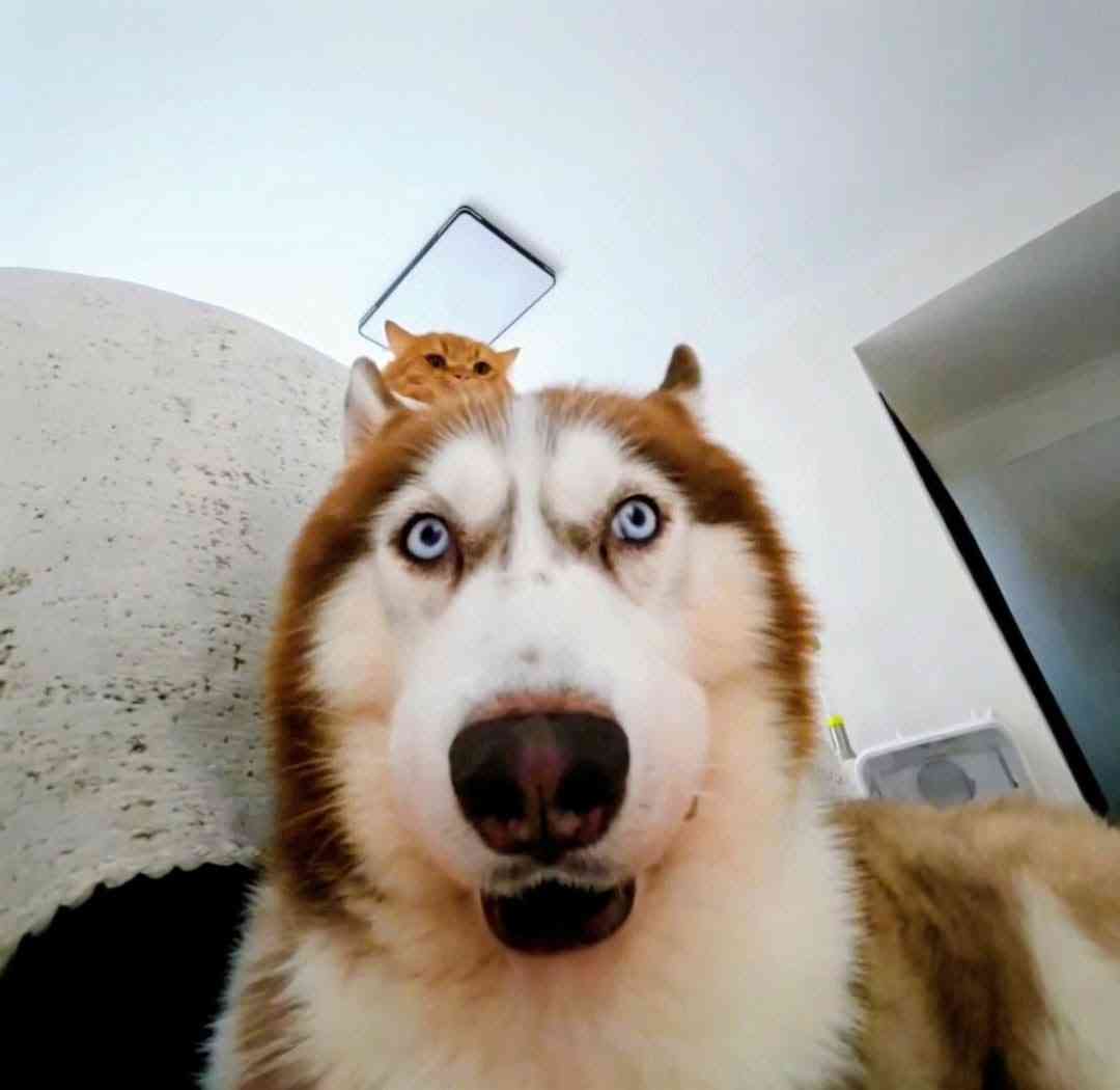 犬は夜中に目を覚まして思い悩む? “不快な出来事”でストレスホルモン分泌の可能性