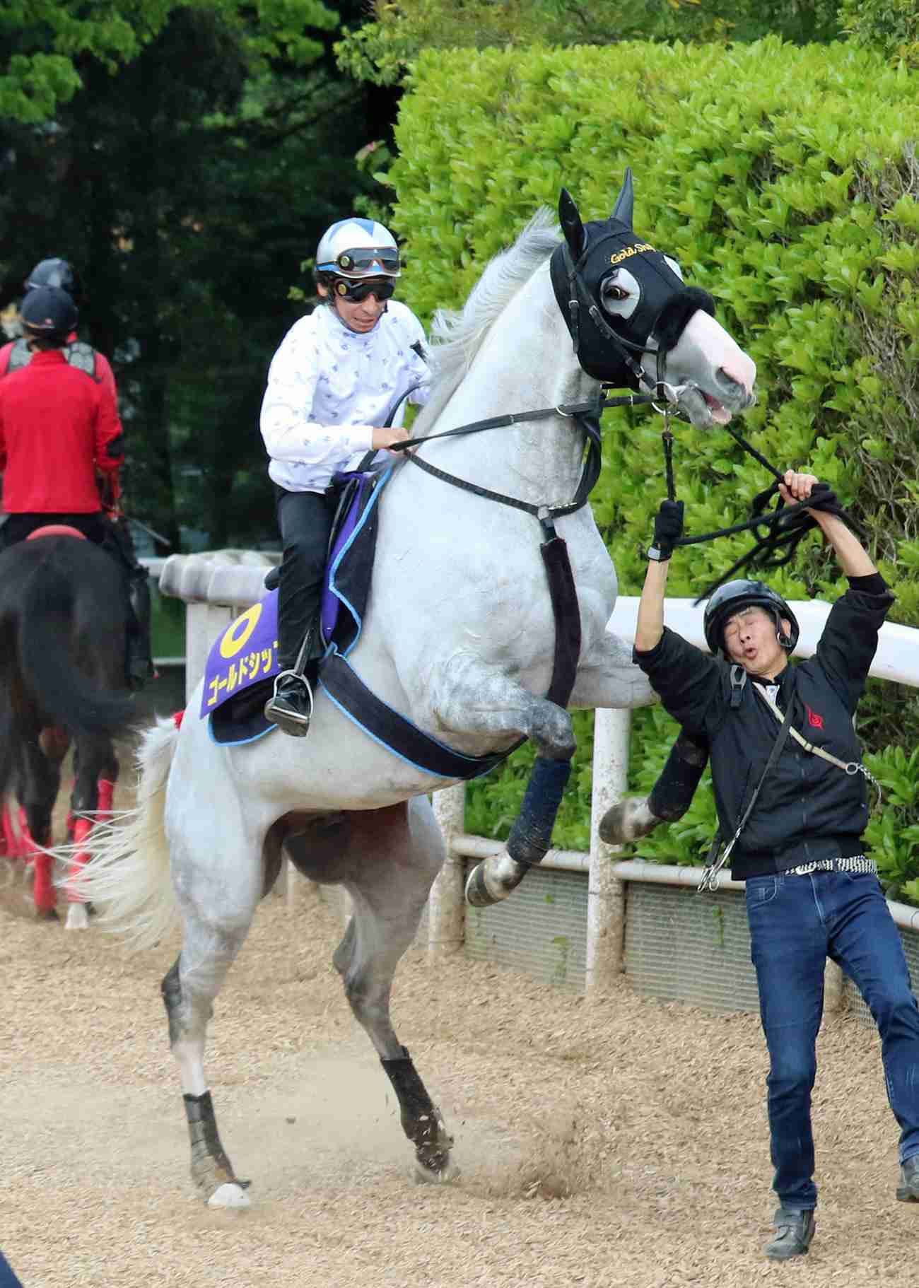 人間と動物が一緒に写ってる画像トピ