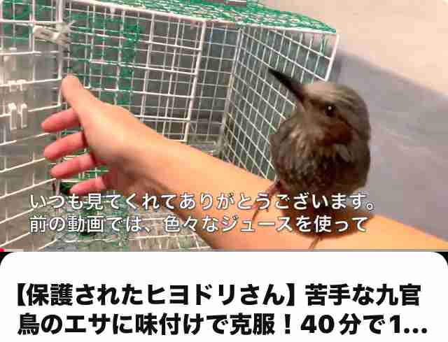 人間と動物が一緒に写ってる画像トピ
