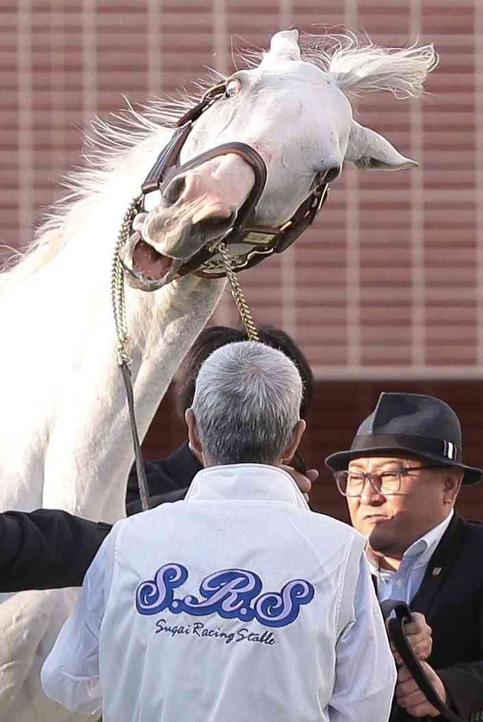 人間と動物が一緒に写ってる画像トピ