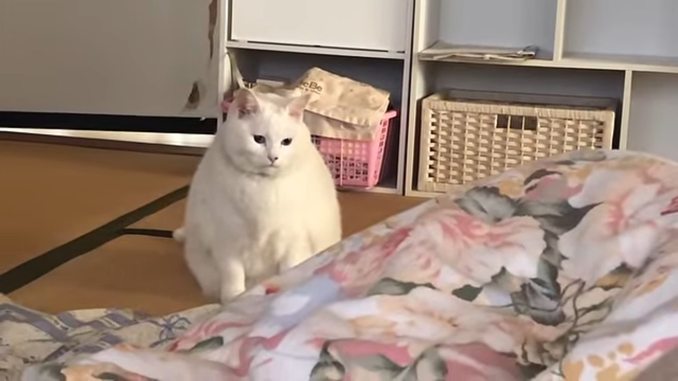 【暇つぶしトピ】登録しているYouTube、被ったら素敵やん✨
