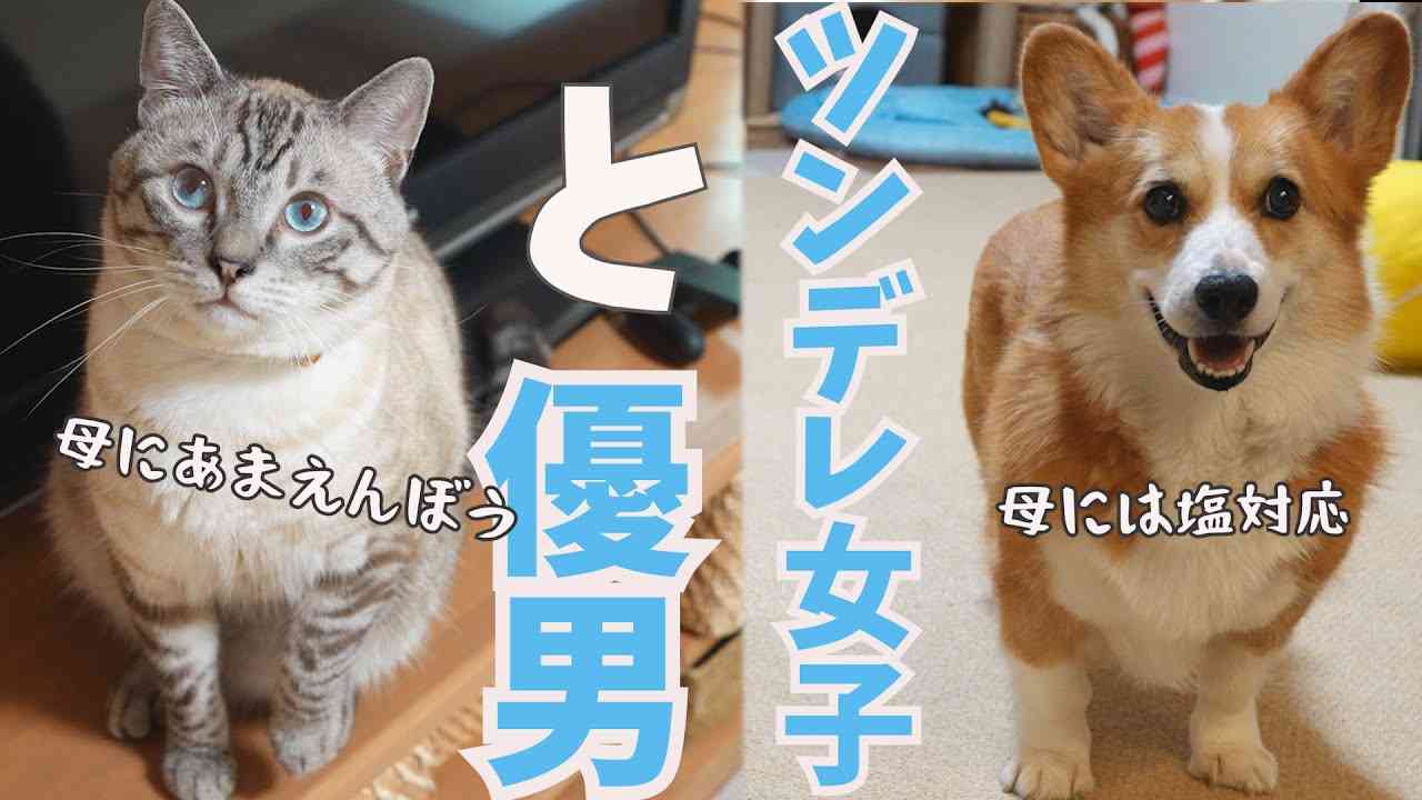 【暇つぶしトピ】登録しているYouTube、被ったら素敵やん✨