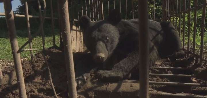 全国初の「緊急銃猟」　仙台・太白区の住宅街に出没したクマを駆除、市街地での緊急の猟銃使用を許可