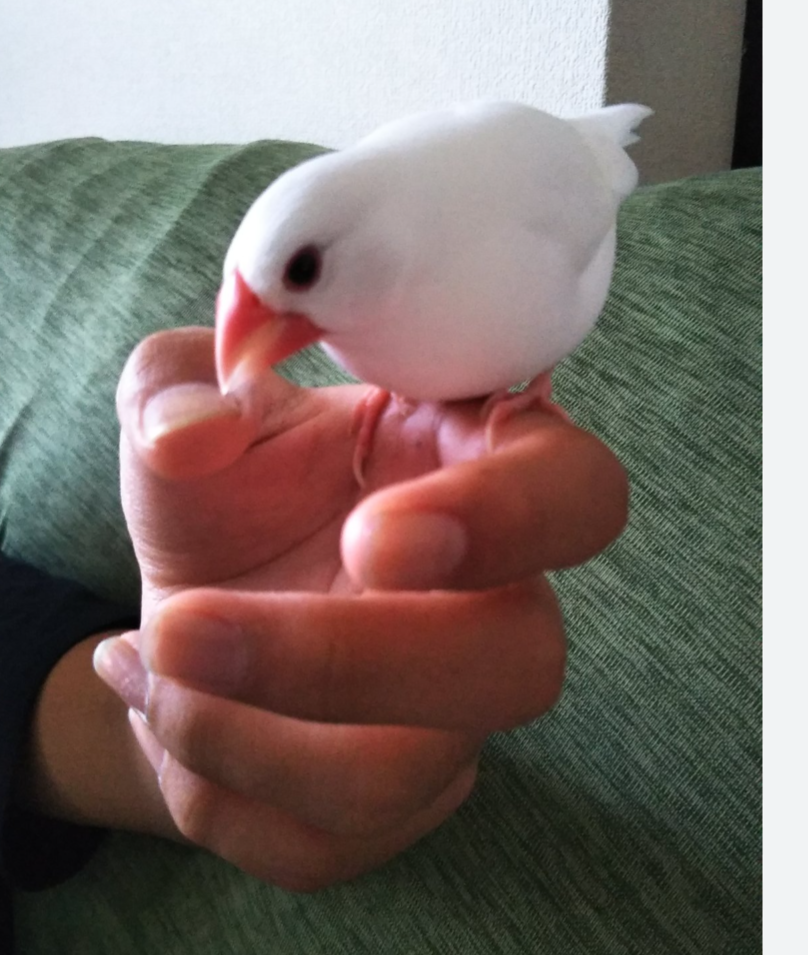 さかむけの治し方