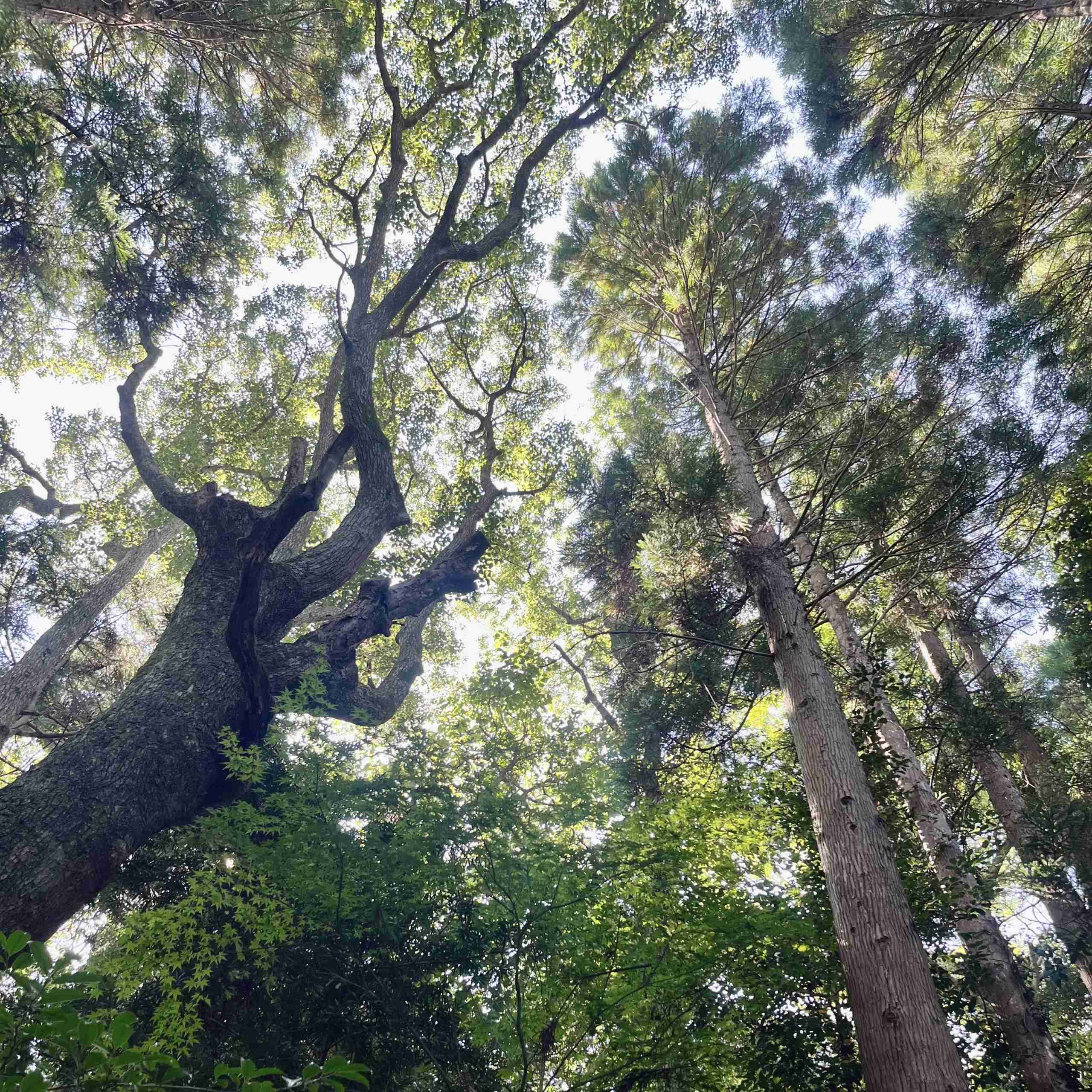 神社やパワースポットに行った後起きた、不思議な体験、ご利益体験part39