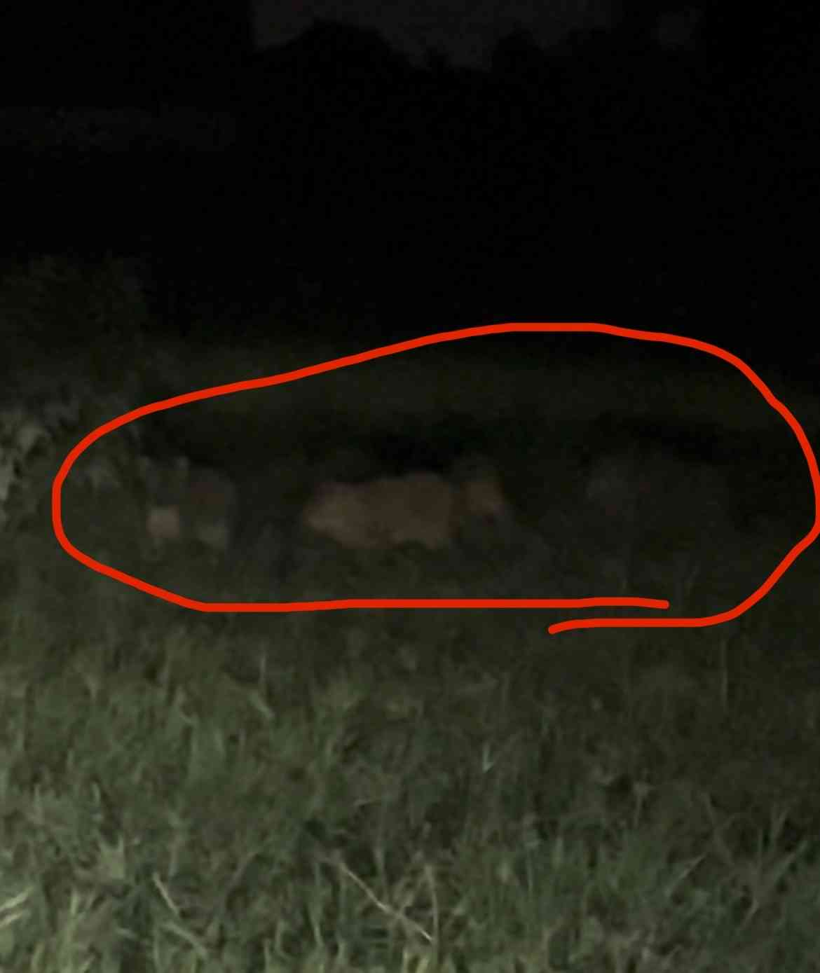 野生のクマ・サル・イノシシに遭遇した人