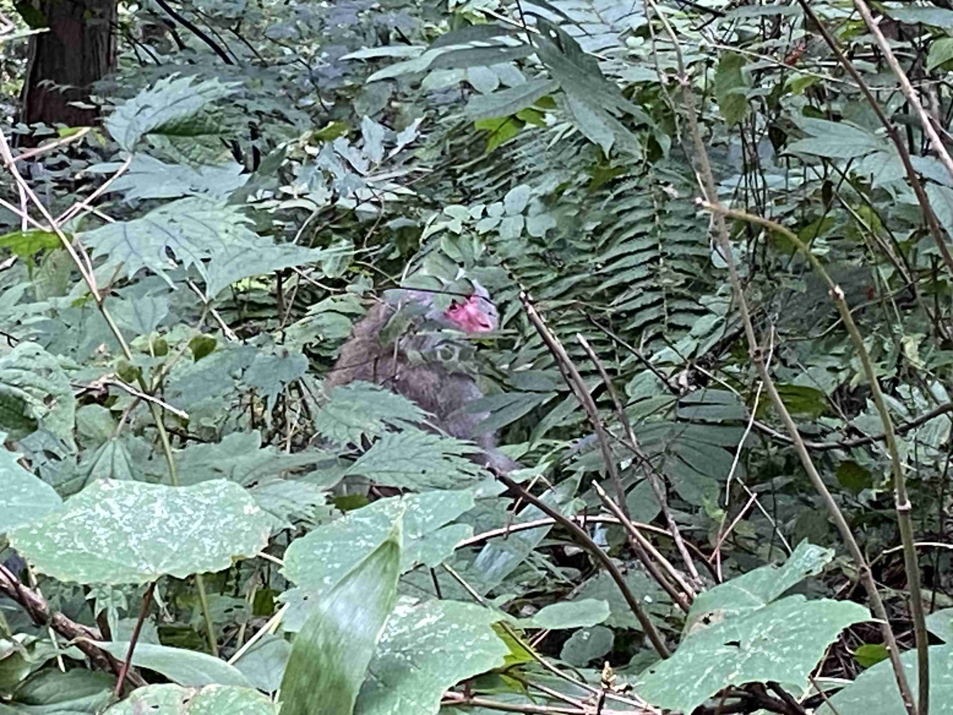 野生のクマ・サル・イノシシに遭遇した人