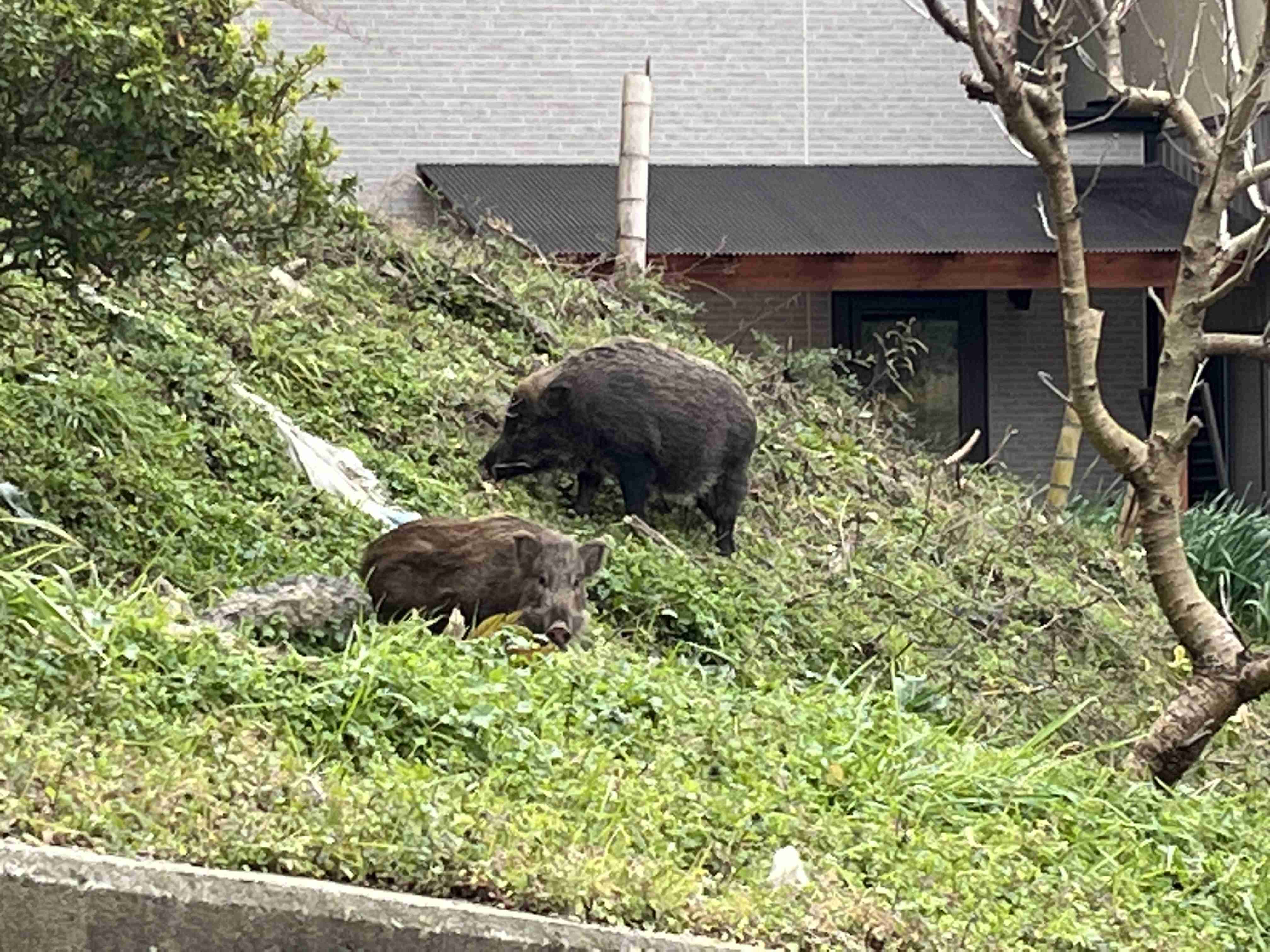 野生のクマ・サル・イノシシに遭遇した人