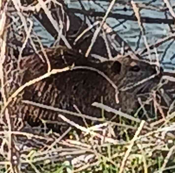 野生のクマ・サル・イノシシに遭遇した人